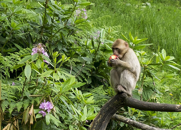 Assignment 6 monkey3 thirds
